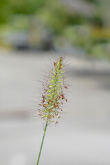 Fountain grass Hameln