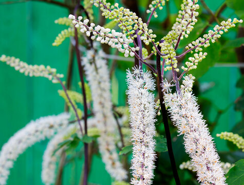 Flower black cohosh, cimicifuga , fairy candle.
 It grows naturally in the Eastern United States, the far East, Mongolia, and Northern China.