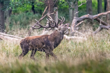 Red Deer Stags (Cervus elaphus) europe