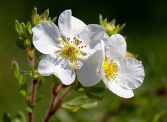 Flowering shrub Kuril tea, five finger.
 It is not only an excellent garden decoration, but also has healing properties, is widely used in folk and official medicine.