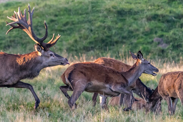 Red Deer Stags (Cervus elaphus) europe