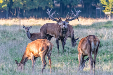 Red Deer Stags (Cervus elaphus) europe