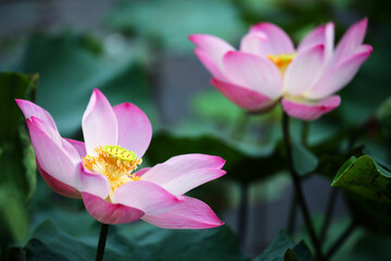 Obraz na płótnie Canvas pink lotus flowers