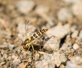hoverfly in detail sitting on gravel ground