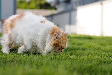 Naklejka na ściany i meble The cute Persian cat is smelling a green grass field, for pet natural medical and organic concept, selective focus shallow depth of field