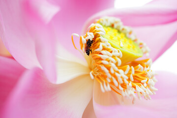 close up of bee on lotus flower.