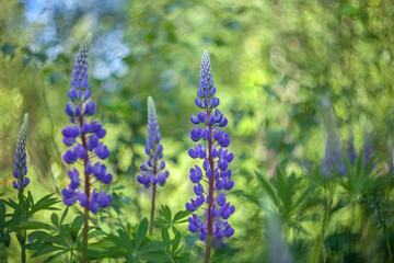 Lupine flowers on a blurred grass background with bokeh.