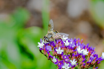 Bee Feeding On Colour