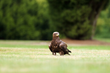 The steppe eagle (Aquila nipalensis) sitting on the ground on the grass. Big eagle in green.