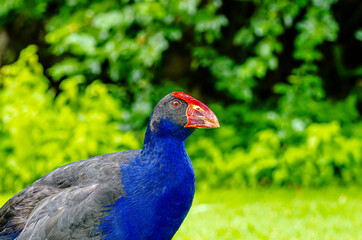  Purple Swamphen Posing