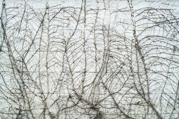 dry ivy vine plant climbing on wall