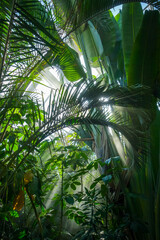 Jungle rainforest background - obrazy, fototapety, plakaty