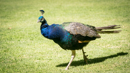 Male peacock specimen.