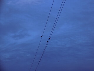 birds on electric line