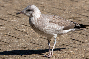Möwe