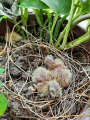 Laughing dove new born baby in the nest.