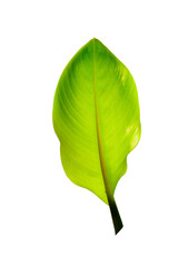 Fototapeta premium Tree Banana Leaf Isolated On White / clipping path