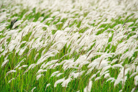 White reeds grass flowers in the meadow green field with the wind breeze