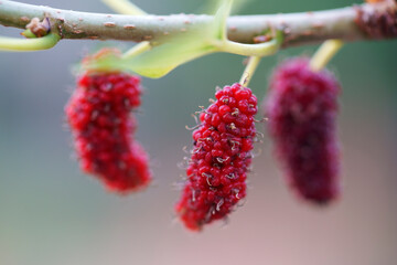 Close up shot of ripe red mulberries on a branch