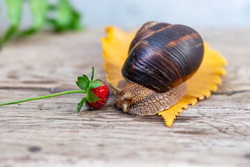 A large snail on a tree feeds on a face of a strawberry. Burgudian, grape or Roman edible snail from the Helicidae family
