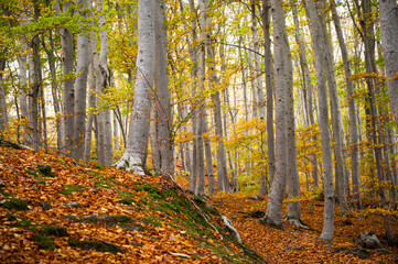 Some trumks in a forest in autumn