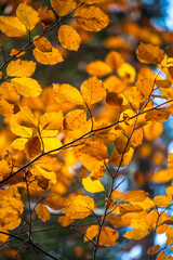 Orange leaves from a beech tree