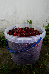 Plastic bucket with ripe cherries