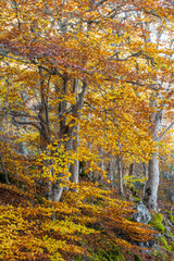 Obraz premium Some orange trees in autumn