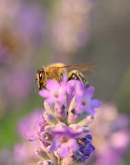 bee on flower lavender