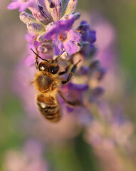 bee on a flower lavender