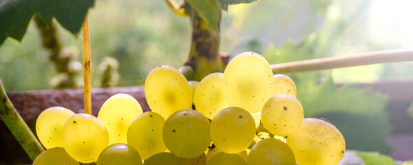 Banner grapevine in garden, selective focus with blur background. Close up.