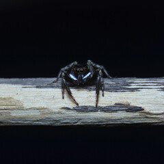 black & white House Spider sit on a branch macro photography