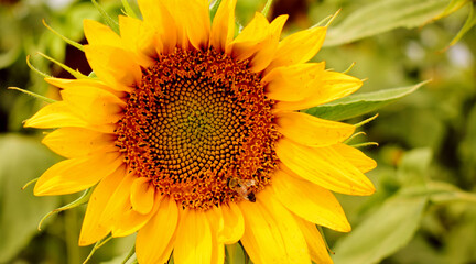 Obraz premium Bee Sunflower