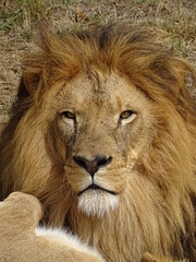 lion, animal, chat, faune, sauvage, crin, roi, portrait, nature, prédateur, felidae, safari, carnassiers, mammifère, jardin zoologique, grand, tête, jungle, visage, fourrure, lion, lion, fauve, majest