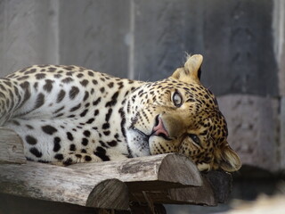 léopard, chat, animal, jaguar, sauvage, faune, prédateur, mammifère, jardin zoologique, nature,...