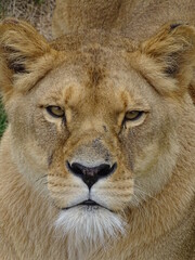 lion, lionne, animal, faune, chat, sauvage, nature, mammifère, safari, felidae, prédateur, carnassiers, portrait, grand, fauve, jardin zoologique, yeux, animal, chasse, dangereux, visage, lion, beau, 