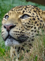 léopard, animal, chat, sauvage, faune, prédateur, mammifère, nature, felidae, jaguar, safari, fauve, carnassiers, spot, jardin zoologique, grand, fourrure, panthera pardus, panthera, dangereux, tête, 