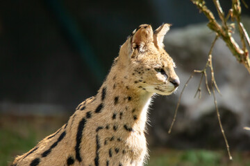 Serval