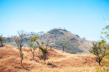 Fototapeta premium Dry grass in the hills of Metapan, Santa Ana el Salvador