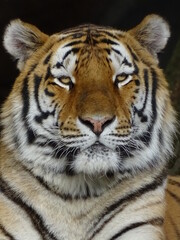 tigre, chat, animal, faune, sauvage, felidae, prédateur, nature, bande, mammifère, jardin zoologique, grand, sibérien, carnassiers, tête, rayes, fourrure, safari, portrait, yeux, tigre, dangereux, cha