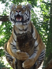 tigre, animal, chat, faune, prédateur, sauvage, felidae, bande, mammifère, nature, carnassiers, jardin zoologique, sibérien, grand, bengale, tigre, bète, rayes, fauve, dangereux, tigre de sibérie, fou
