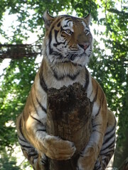 tigre, animal, chat, faune, sauvage, prédateur, mammifère, felidae, jardin zoologique, bande, nature, carnassiers, sibérien, grand, bengale, tête, amour, fauve, orange, fourrure, bète, tigre, rayes, j