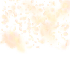 Yellow orange flower petals falling down. Precious