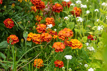 Marigolds (Tagetes erecta, Mexican marigold, Aztec marigold, African marigold)