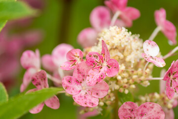 Pink Hydrangea Flower Blooms on green background.