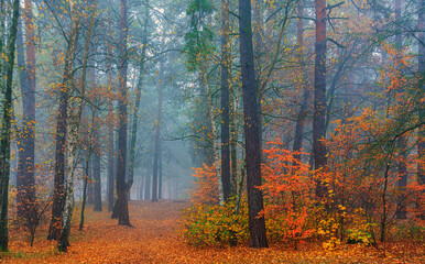 Fototapeta premium The forest is decorated with autumn colors. Mist covered the trees.