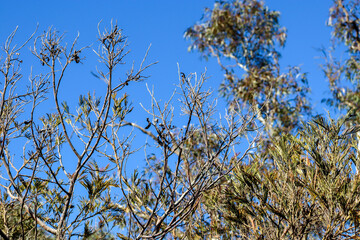 trees against blue sky