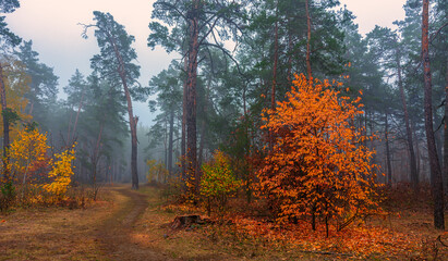 The forest is decorated with autumn colors. Mist covered the trees.