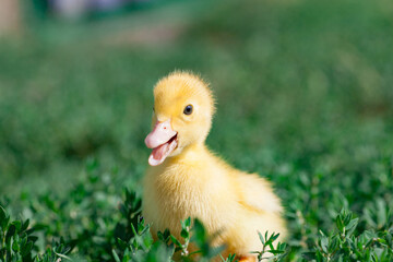 small duck who discovers life