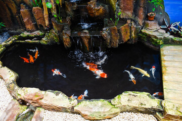 garden pond containing koi fish